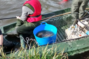 Cobham-Lakes-Fish-Survey-2015-24