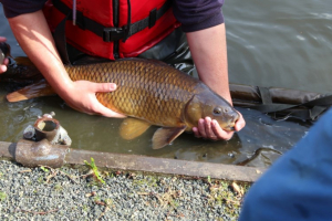 Cobham-Lakes-Fish-Survey-2015-6