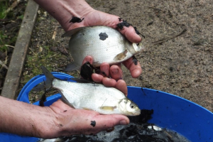 Cobham-Middle-Lake-Fish-Survey-2015-44