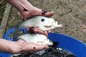 Cobham-Middle-Lake-Fish-Survey-2015-45