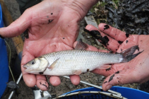 Cobham-Middle-Lake-Fish-Survey-2015-49