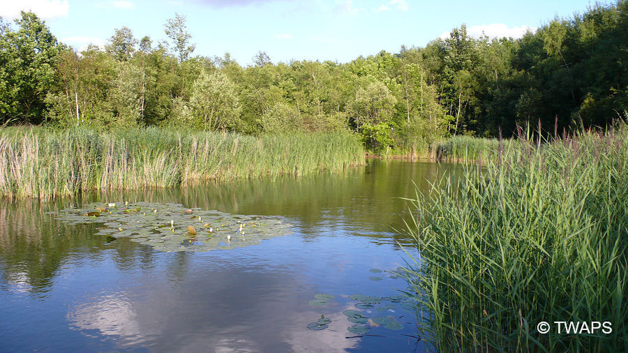 Shorne-Country-Park-Fishing-Lakes-2
