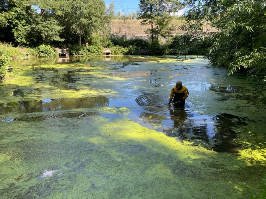 Cobham Bottom Lake Duck Weed Clearing 2023