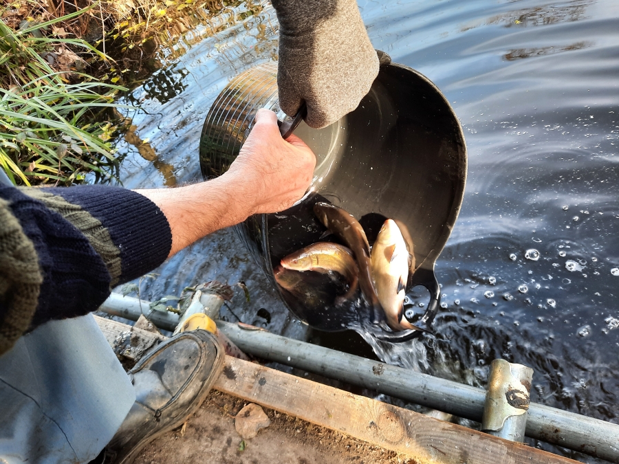 Cobham Bottom Lake Duck Weed Clearing 2023